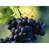 Cabernet Sauvignon 5/1