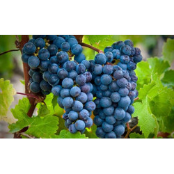 Cabernet Sauvignon 5/1