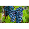Cabernet Sauvignon 5/1