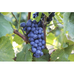 Vulkan merlot 0,75