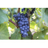 Vulkan merlot 0,75