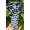 Kadar Cabernet Sauvignon 0,75