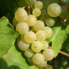 "Krajinska vina" Rizling 0,75